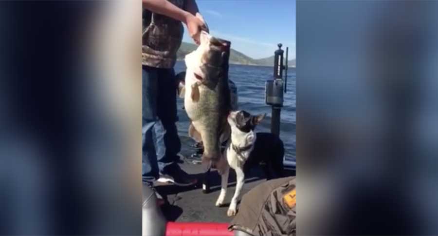 california bass