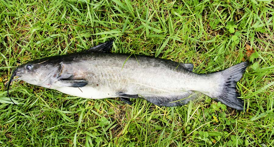 channel catfish