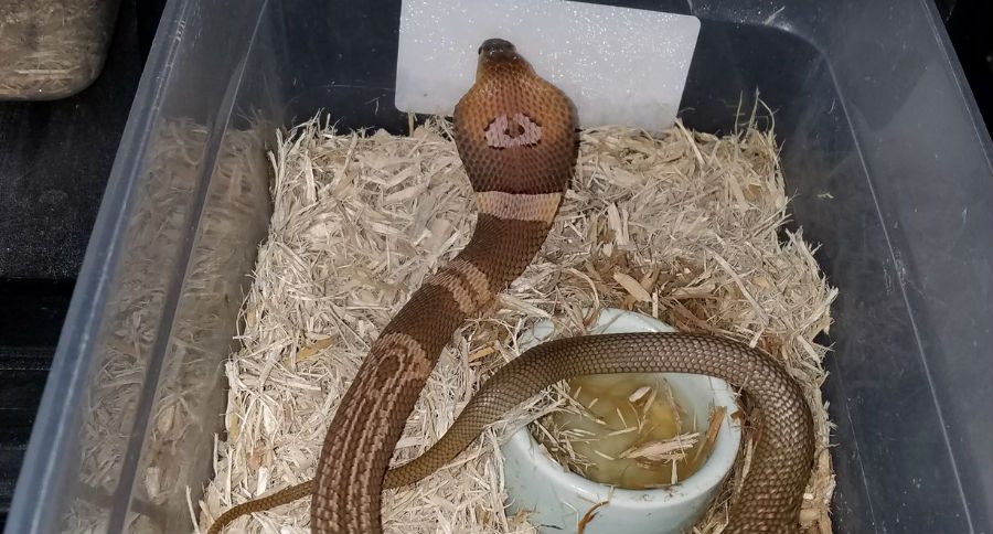 cobra