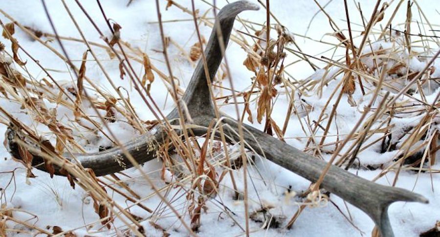 shed hunting