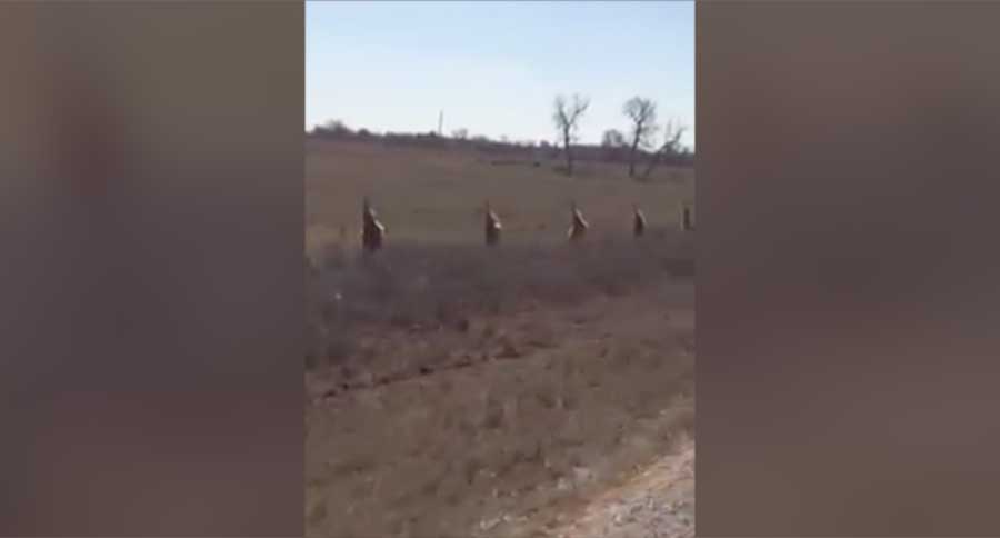 coyotes on posts