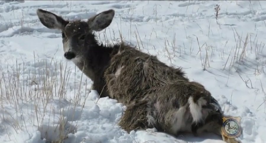 deer