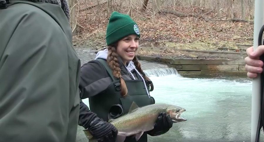 rainbow trout