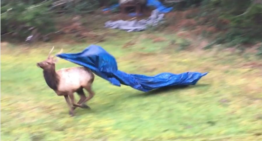 elk
