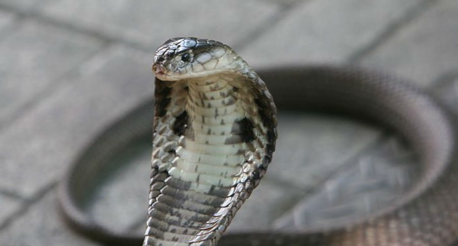 cobra