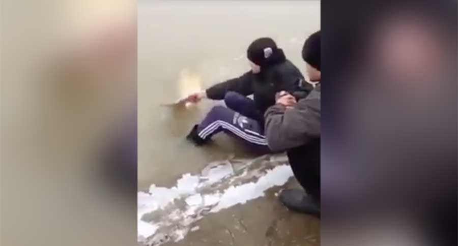 fish kick their asses