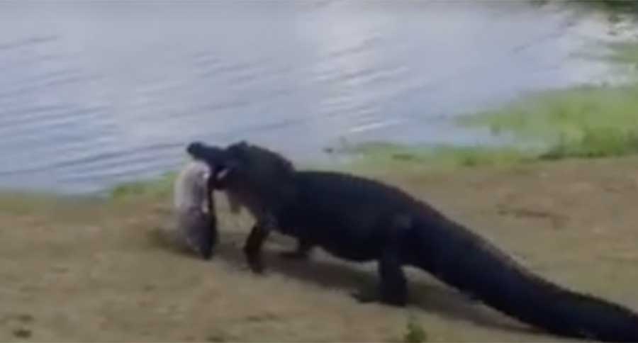 gator angler