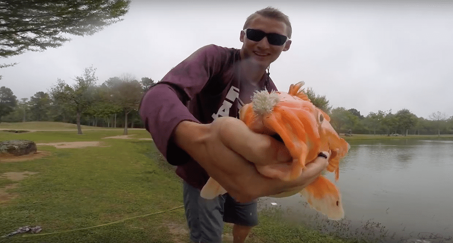 golden koi