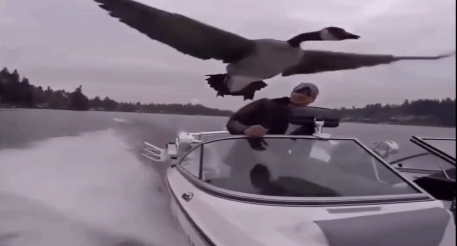 Canadian goose