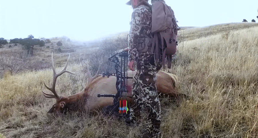 rutting elk