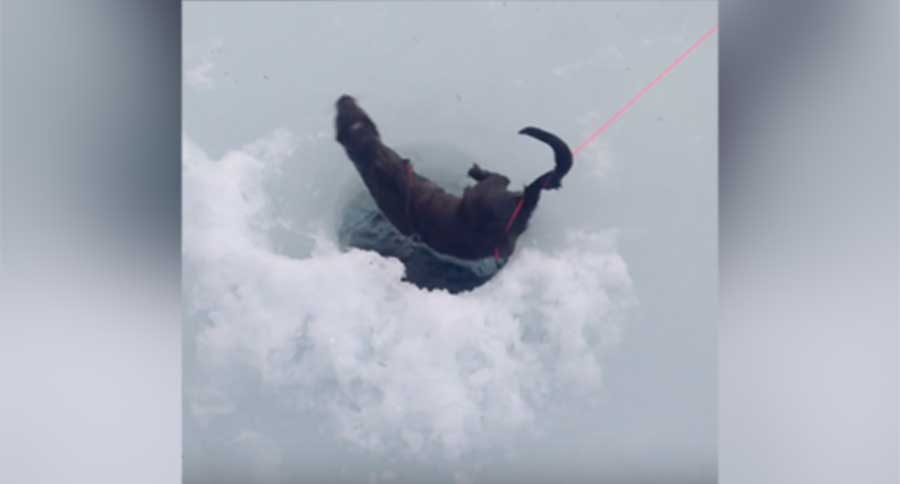 ice fishing mink