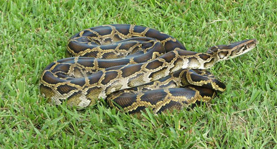 python