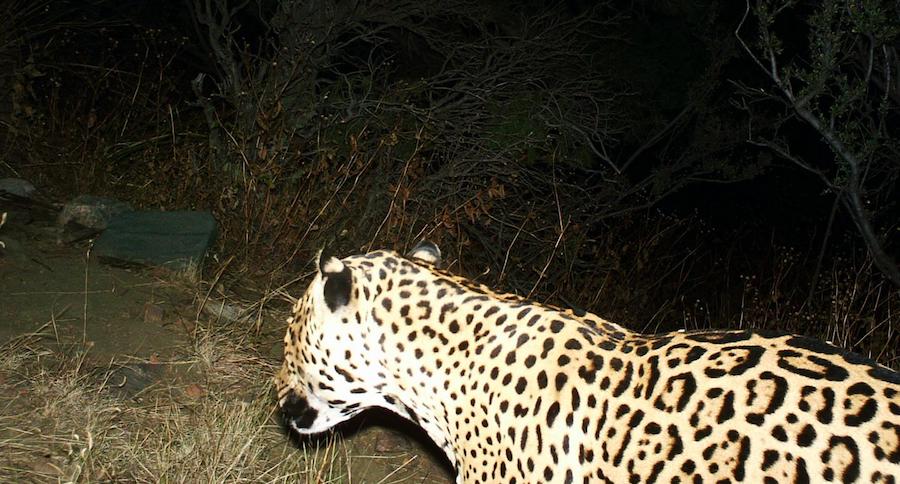 Arizona jaguar