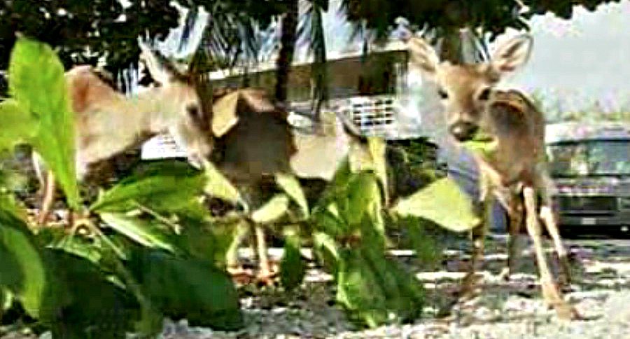 key deer