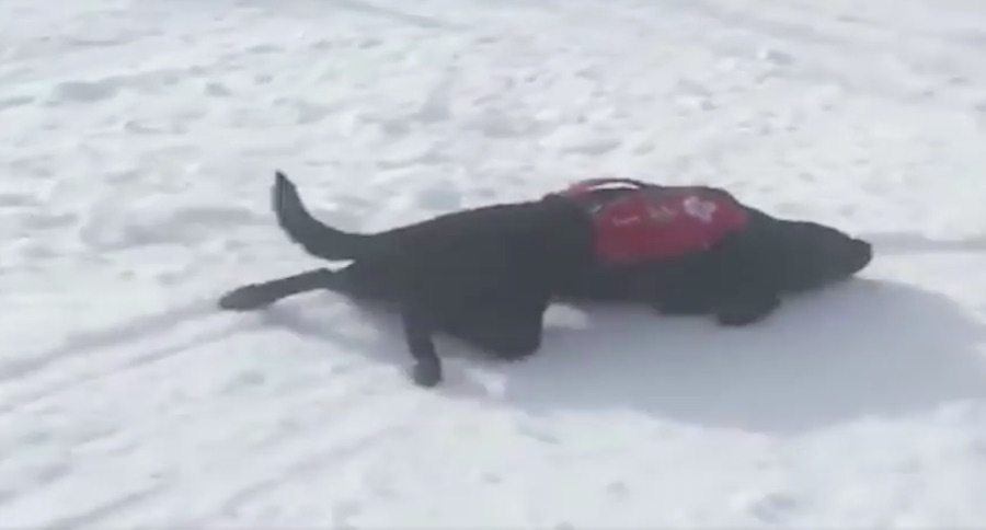 rescue lab