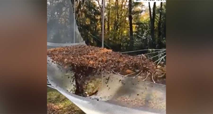 falling into a leaf net