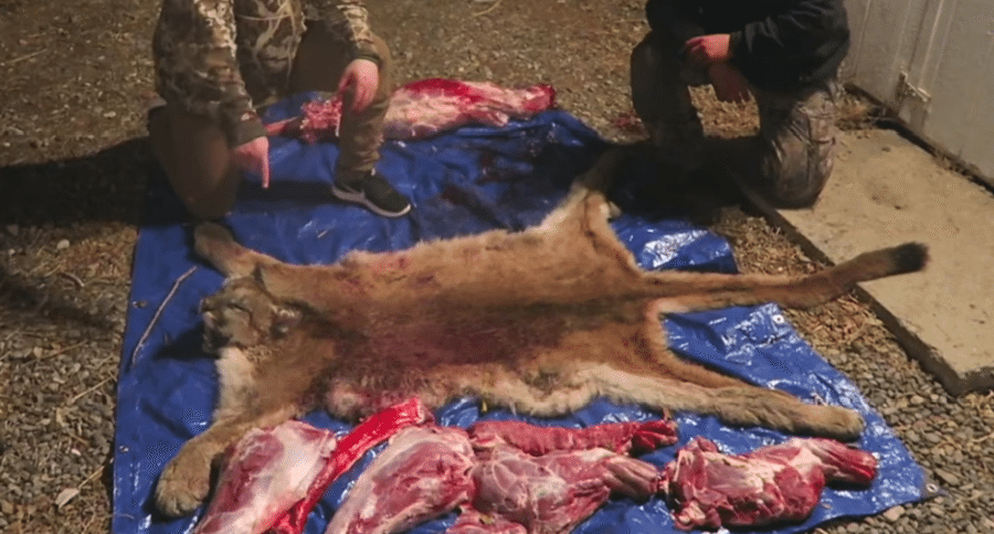 mountain lion