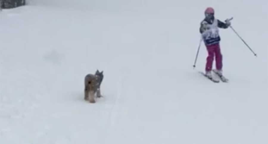 lynx on ski slope