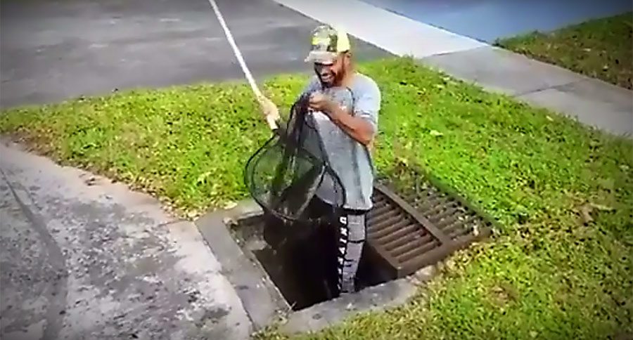 monster fish snakehead drain sewer