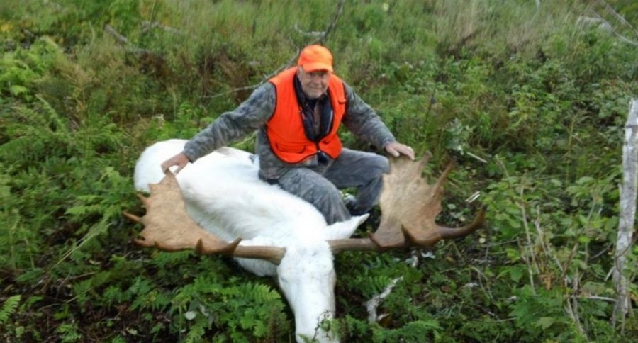 moose