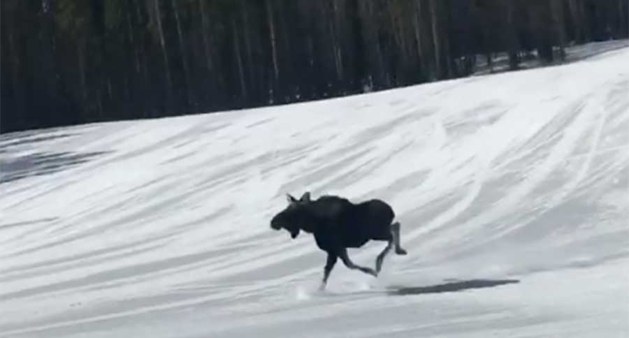 moose ski slope