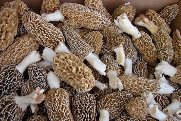 morel-mushroom-hunting