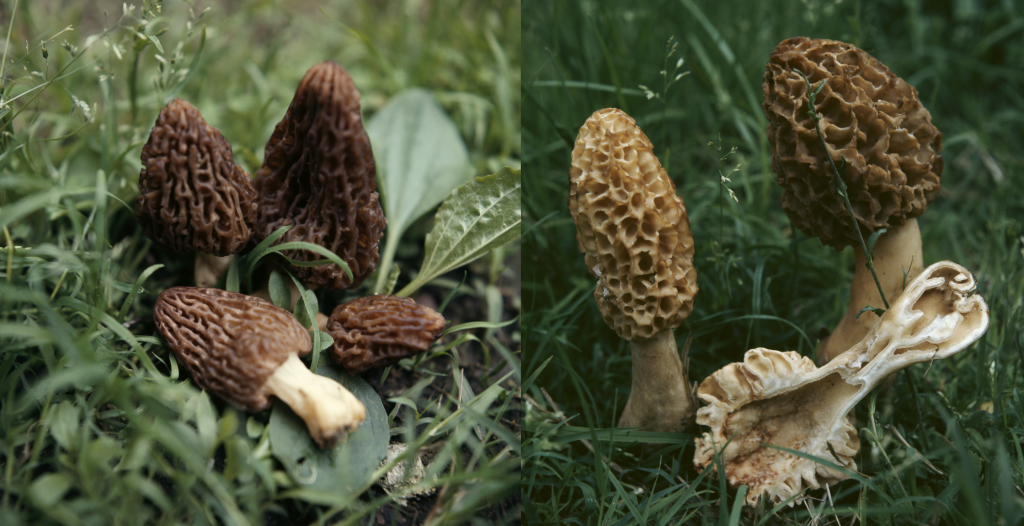 Real vs. False Morels How To Tell the Wild Mushrooms Apart