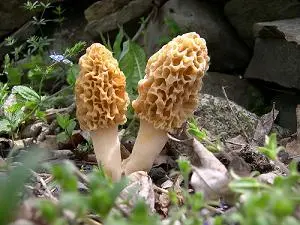 morel