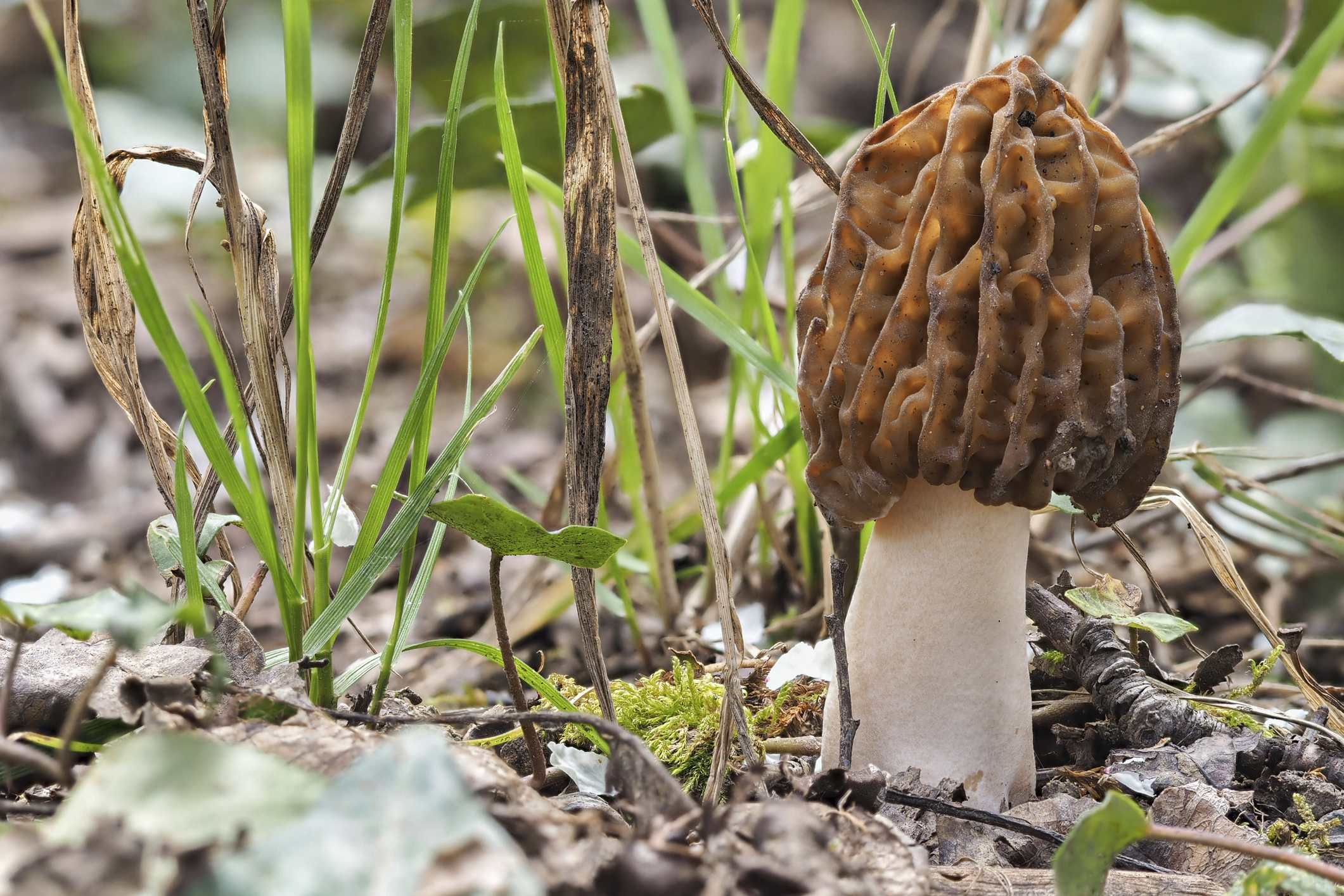 Real vs. False Morels How To Tell the Wild Mushrooms Apart