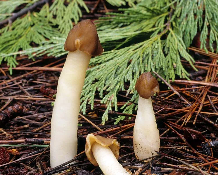 Verpa Conica bell morel mushrooms