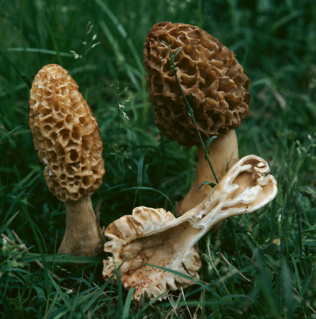 Half-free morels (Morchella vulgaris)