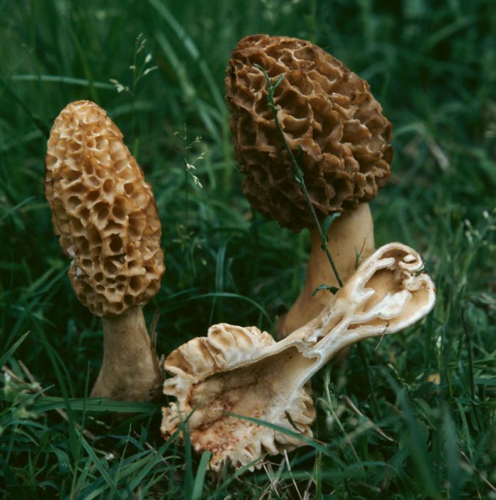 Real vs. False Morels How To Tell the Wild Mushrooms Apart