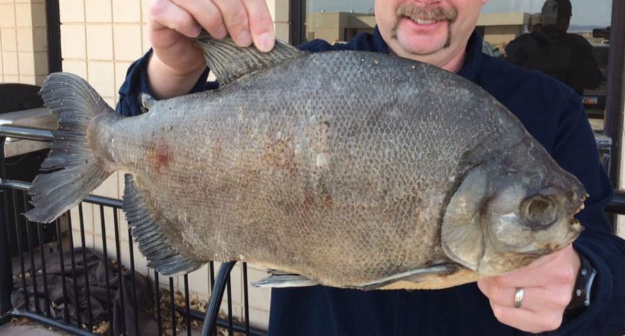 pacu