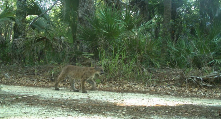 panther