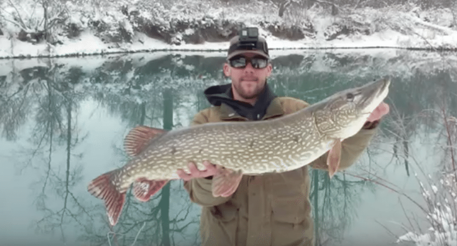 massive pike