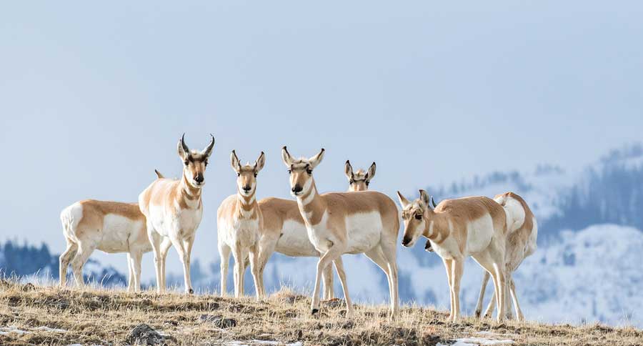 pronghorn antelope