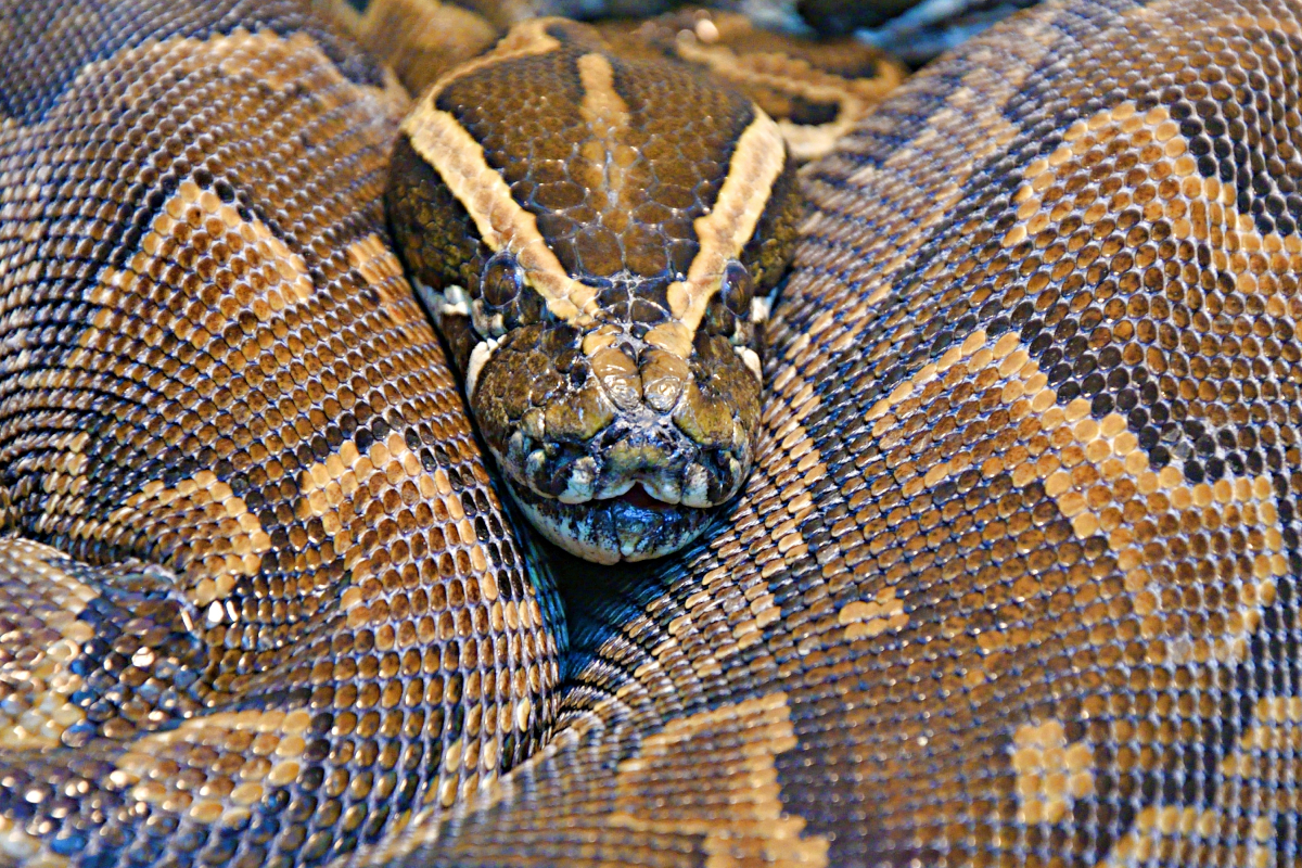 Python