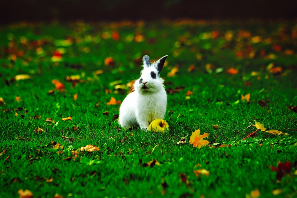 rabbit-1797837_1920