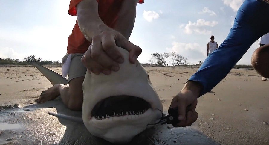 shark
