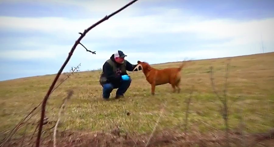 quick tips teach dog shed hunt