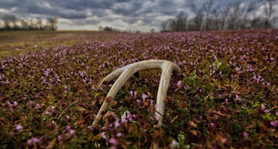 shed-hunting