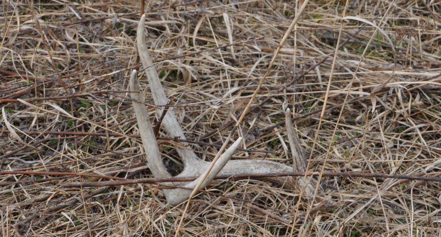 shed hunting