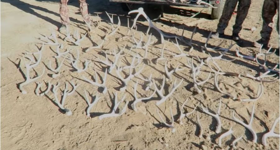shed hunting