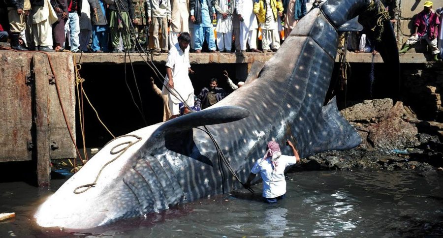 5 of the Most Shocking Fishing Moments Ever Caught on Camera - Wide ...