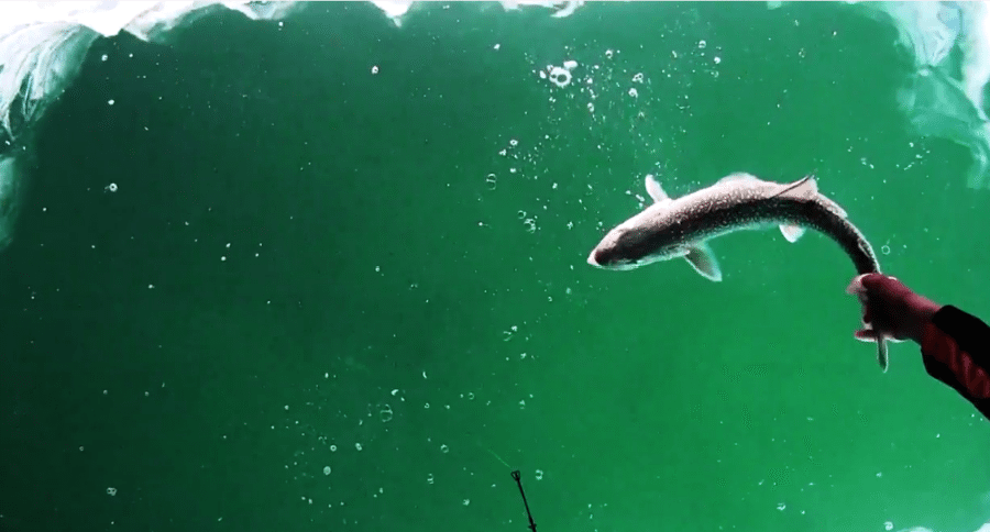 sightfishing lake trout