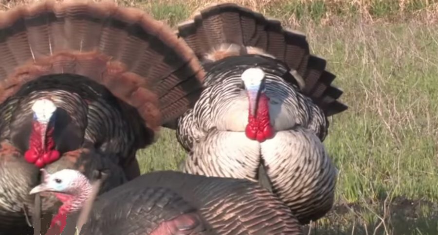 rare turkey
