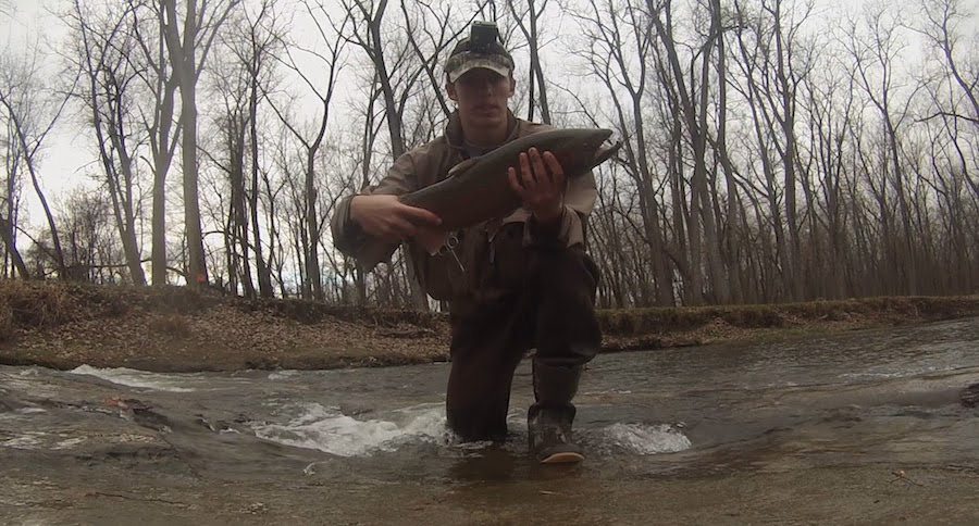 steelhead