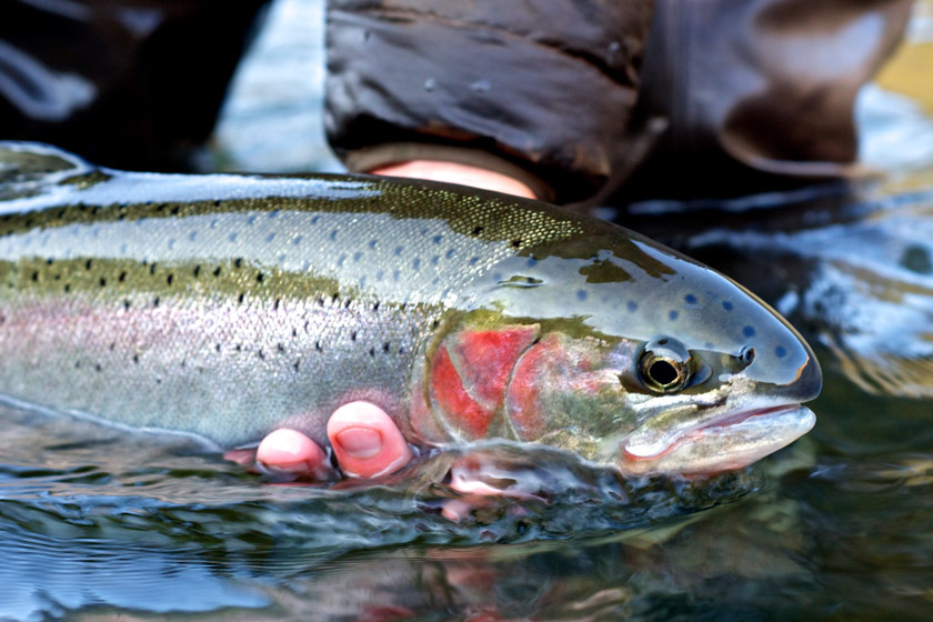 steelhead