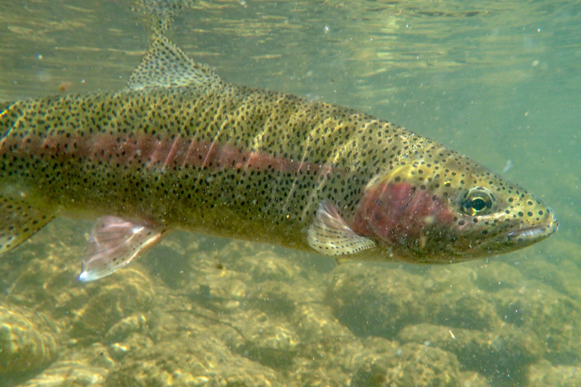 steelhead