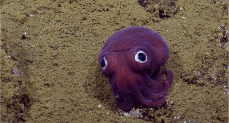stubby squid